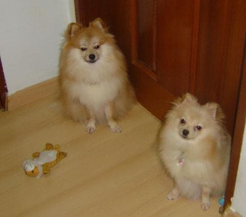 トリミング写真
