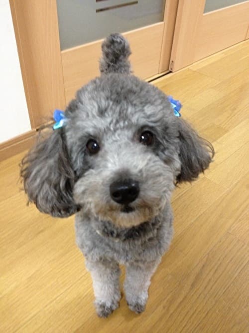 トリミング写真