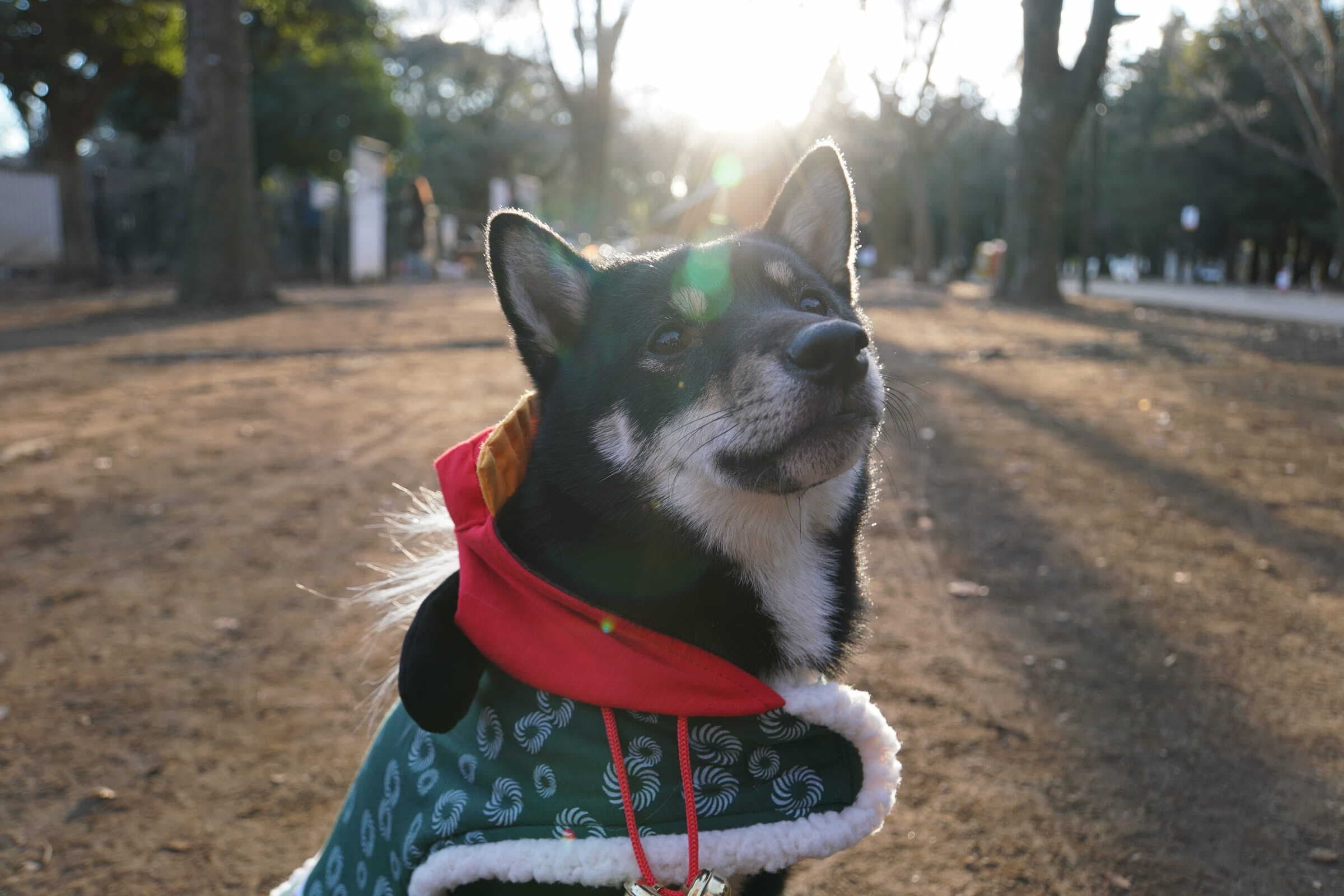 トリミング写真